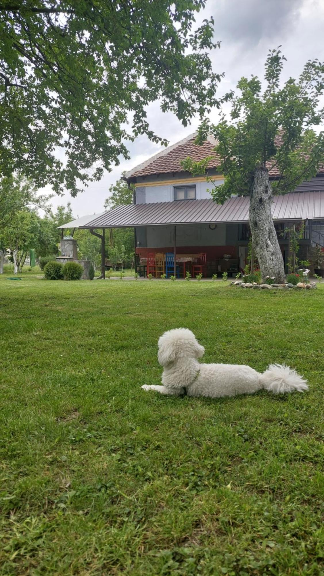 Apartmani Petkovic 226 Velika Drenova エクステリア 写真